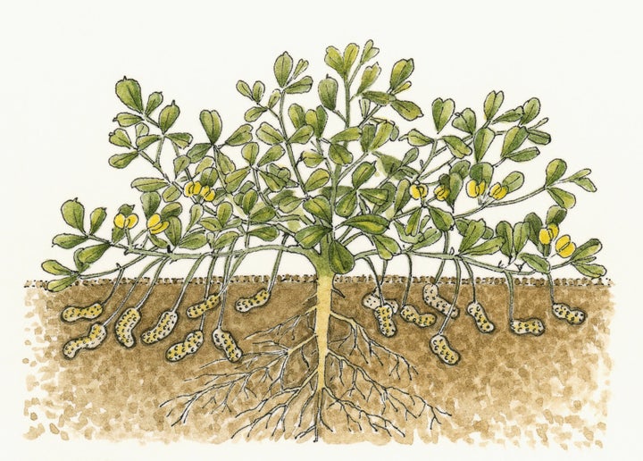 So THAT'S What That Little Nub Is Inside A Peanut HuffPost