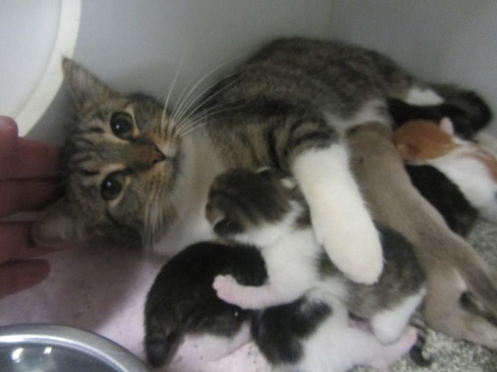 Mama Cats Nursing Puppies Are One Big Happy Family