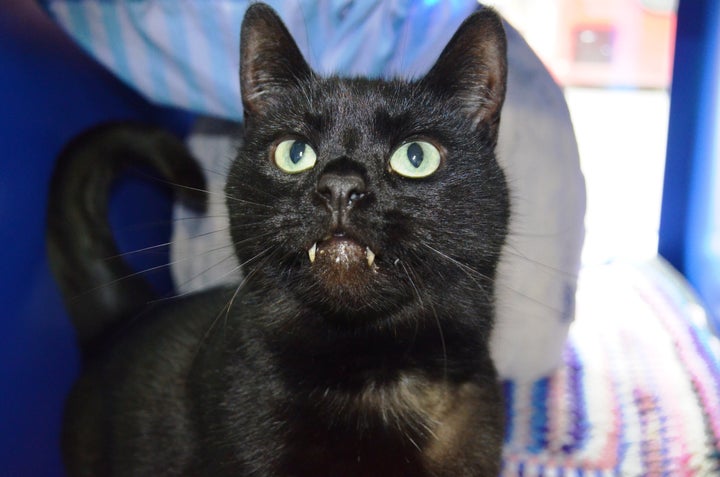 'Vampire' Cat Charms Internet With Fangtastic Look, Finds ...