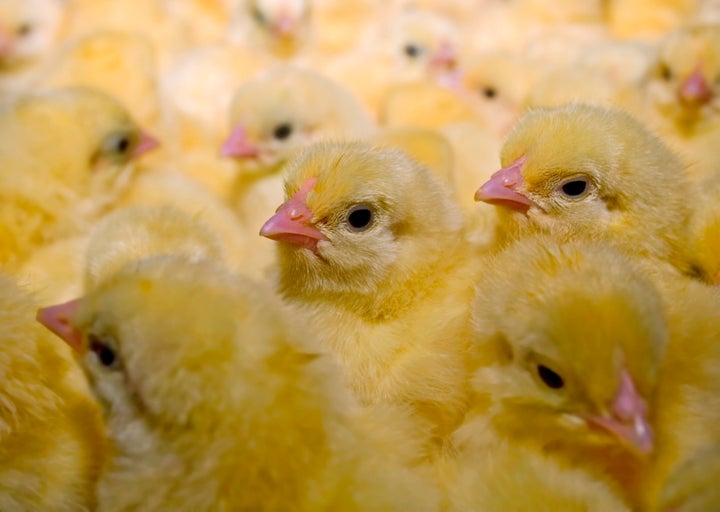 Egg Farmers Say They'll Stop Grinding Up Millions Of Chicks Alive