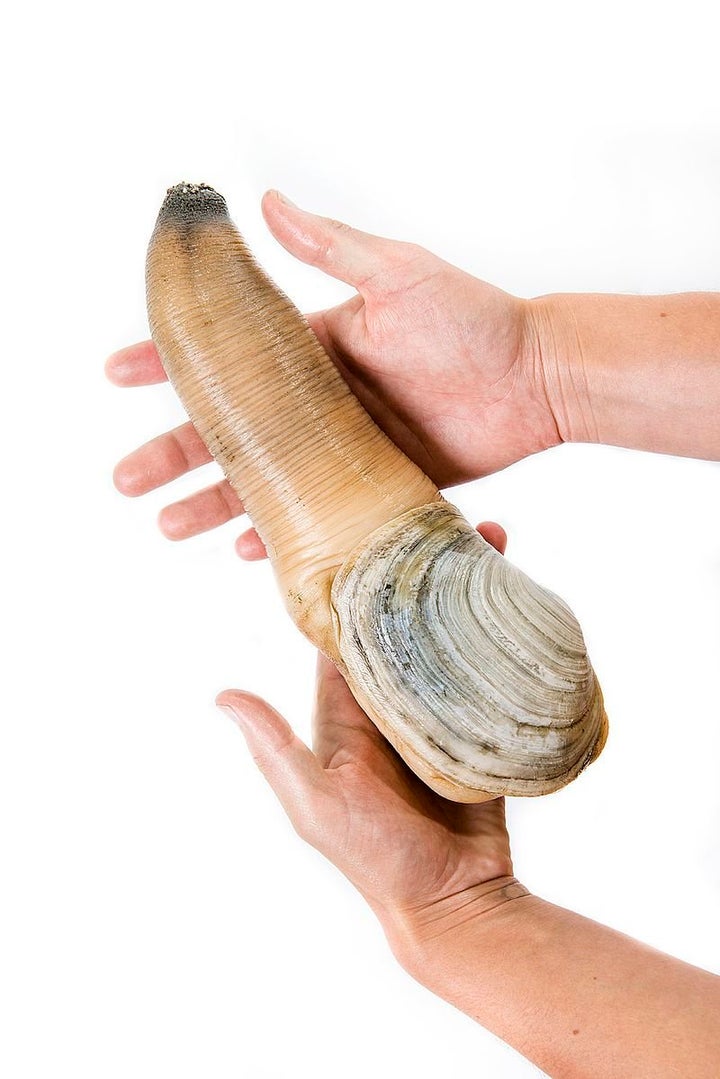 This Video Of A Clam Will Irreversibly Change You HuffPost