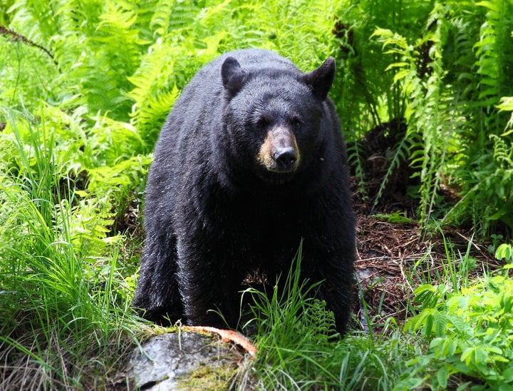 Black bear attacked aggressively in fatal attack