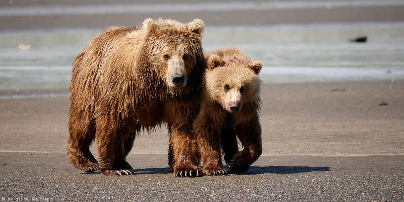 Congress Seeks To Overturn Some Predator Regulations On Refuges Congress Seeks To Overturn Some Predator Regulations On Refuges