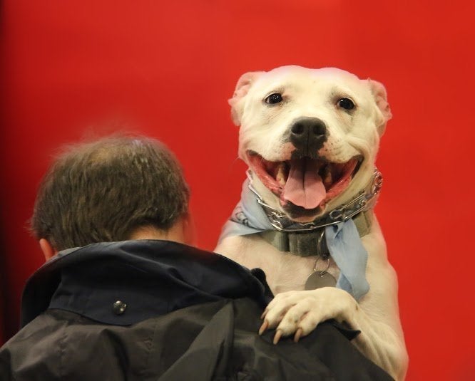 This Landlord Will Only Rent To Tenants Who Have Pit Bulls HuffPost