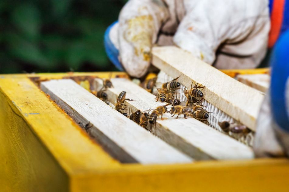 This Footage Of Bees Having Sex Is Aggressive Huffpost