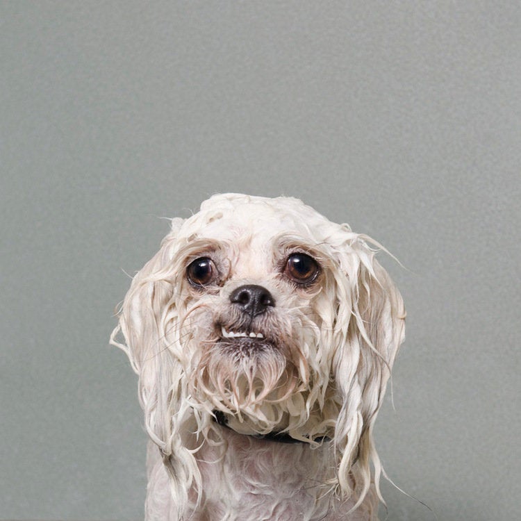 Adorable Photos Of Wet Dogs Will Make You Ponder The Meaning Of Bath