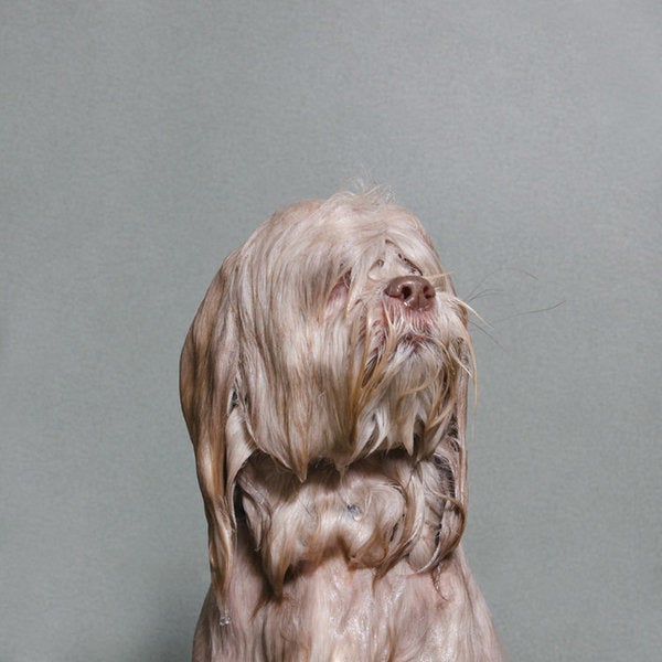 Adorable Photos Of Wet Dogs Will Make You Ponder The Meaning Of Bath