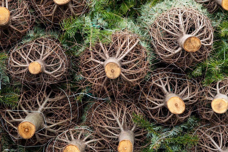 Christmas Trees Are Dying From Drought HuffPost