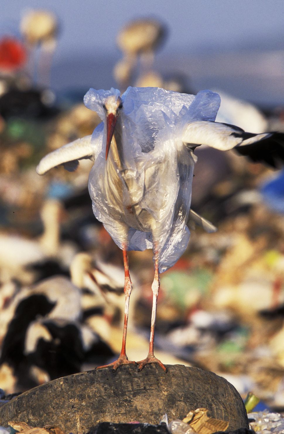 Heartbreaking Photos Show What Your Trash Does To Animals | HuffPost