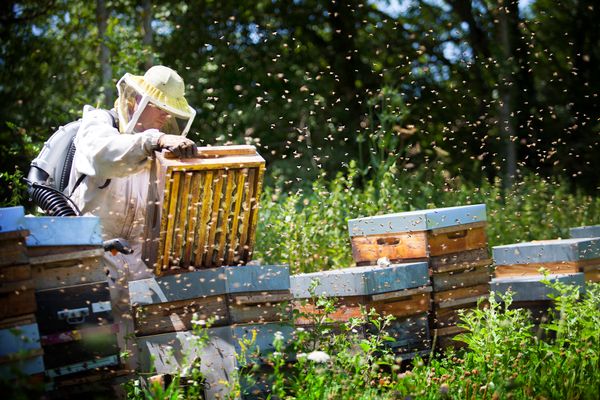 How You Can Help Save The Bees -- Even In Winter | HuffPost