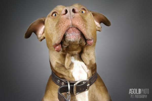 These 'Goofy And Lovable' Photos Destroy Violent Pit Bull Stereotypes ...