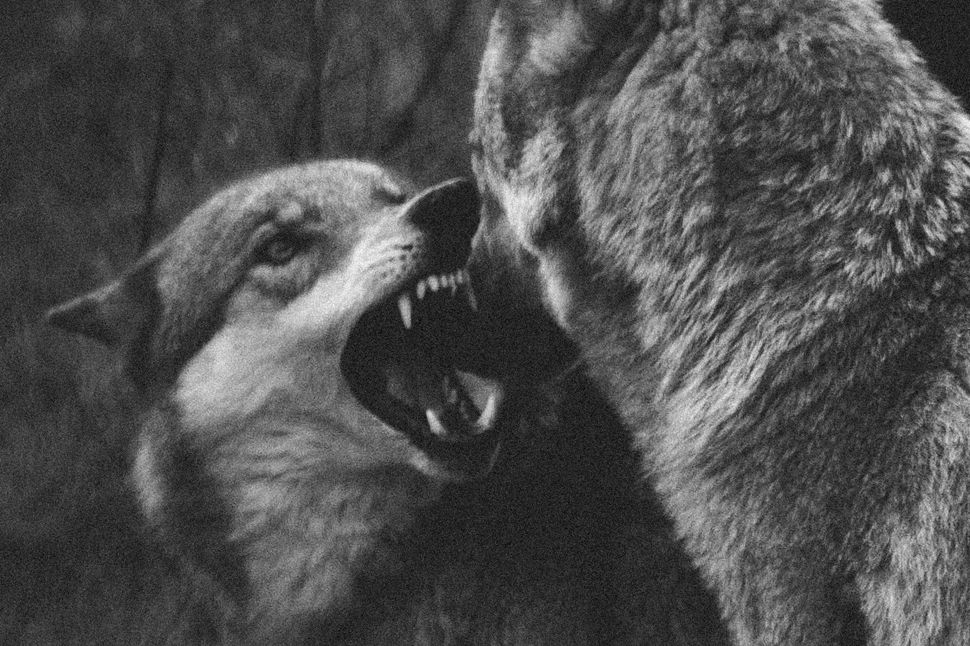 Photographer's Travel Date With Wolves Is Completely Surreal | HuffPost