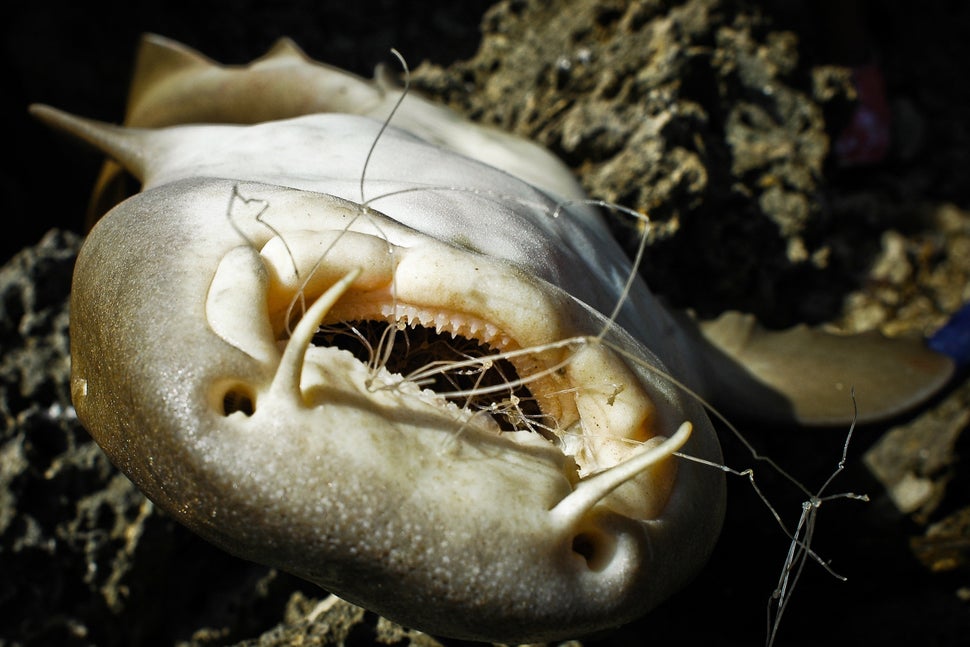 Heartbreaking Photos Show What Your Trash Does To Animals | HuffPost