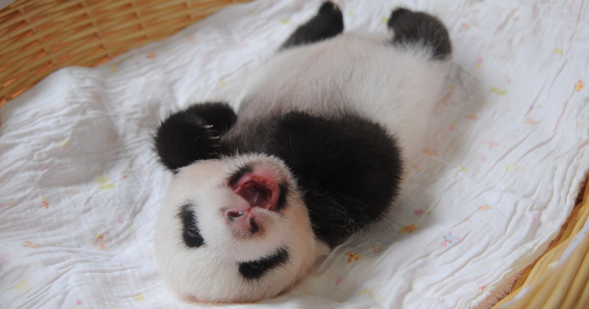 Baby Pandas In Baskets Are Your Daily Cuteness Delivery