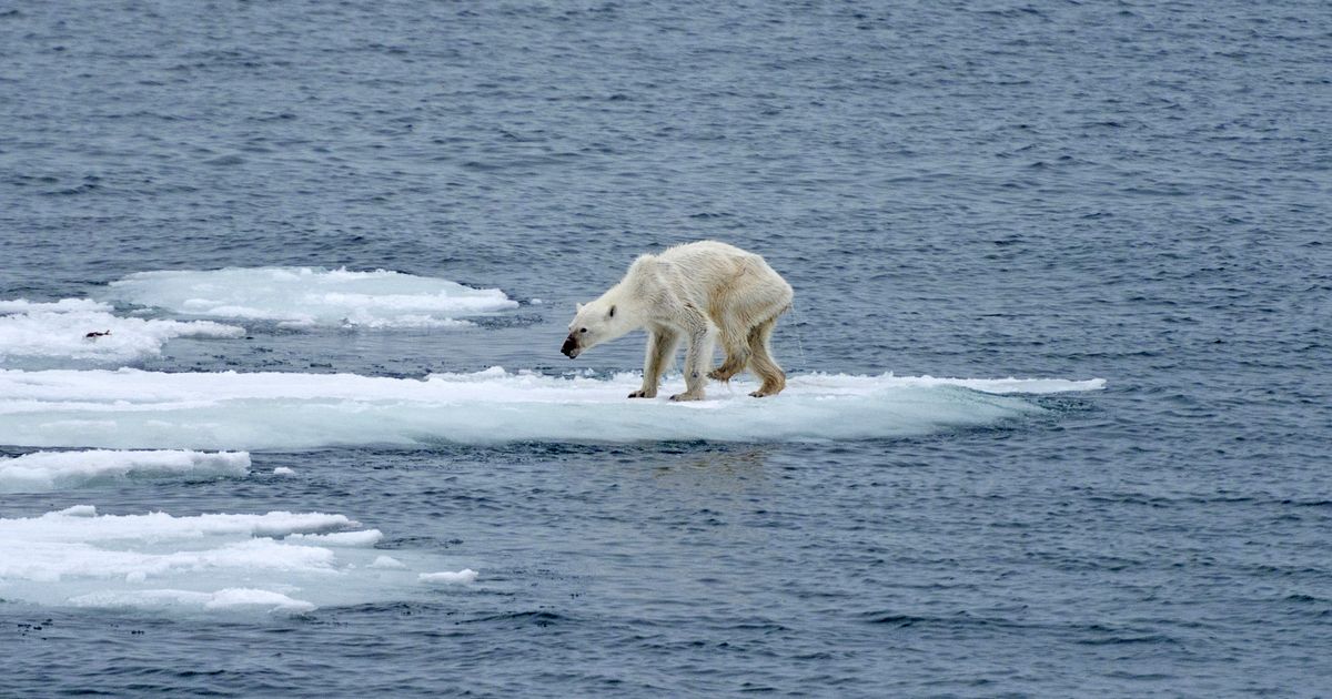 Polar Bear’s Shocking Appearance May Be Tied To Climate Change