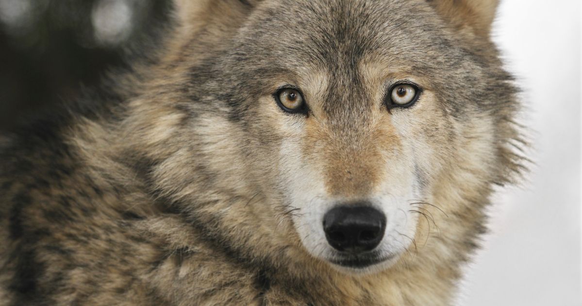 Petting Zoo Accused Of Slaughtering Endangered Gray Wolves For Fur