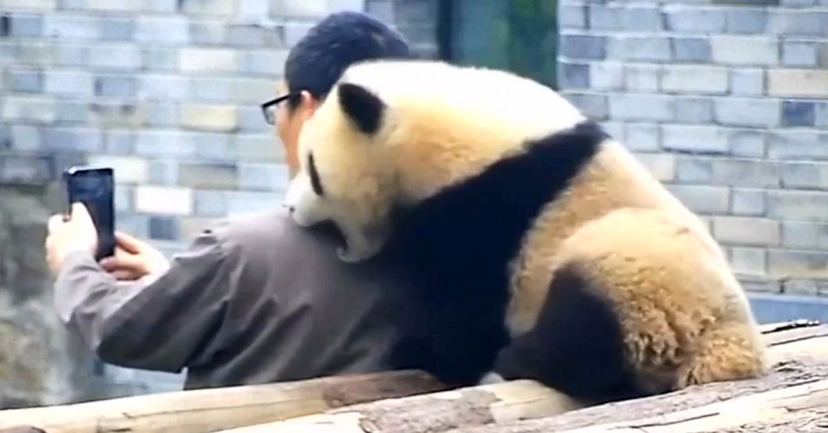 This Panda Cub And Its Keeper Are The Cutest BFFs