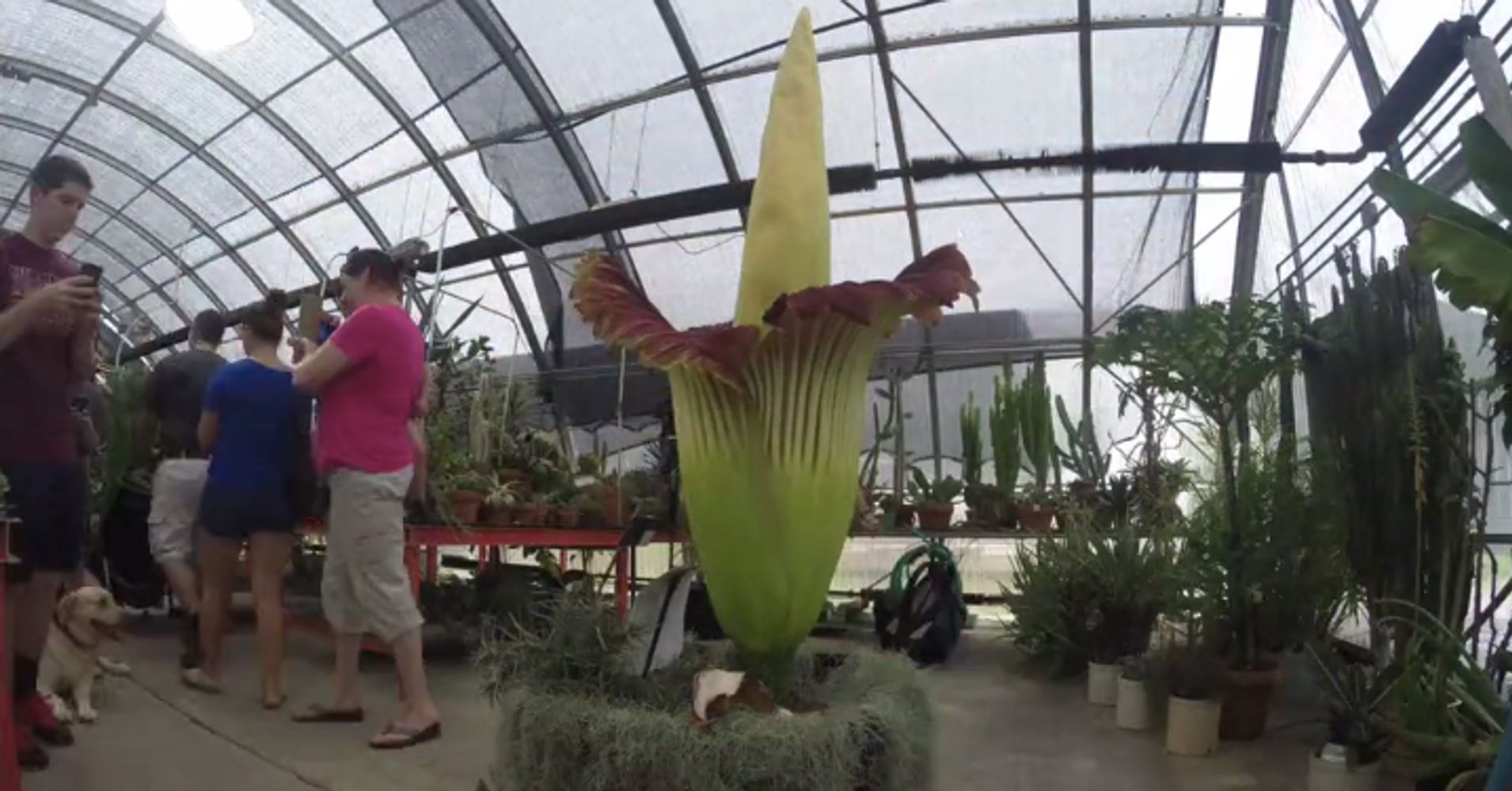 Watch This Corpse Flower Bloom Or Else Wait Another 5 Years | HuffPost