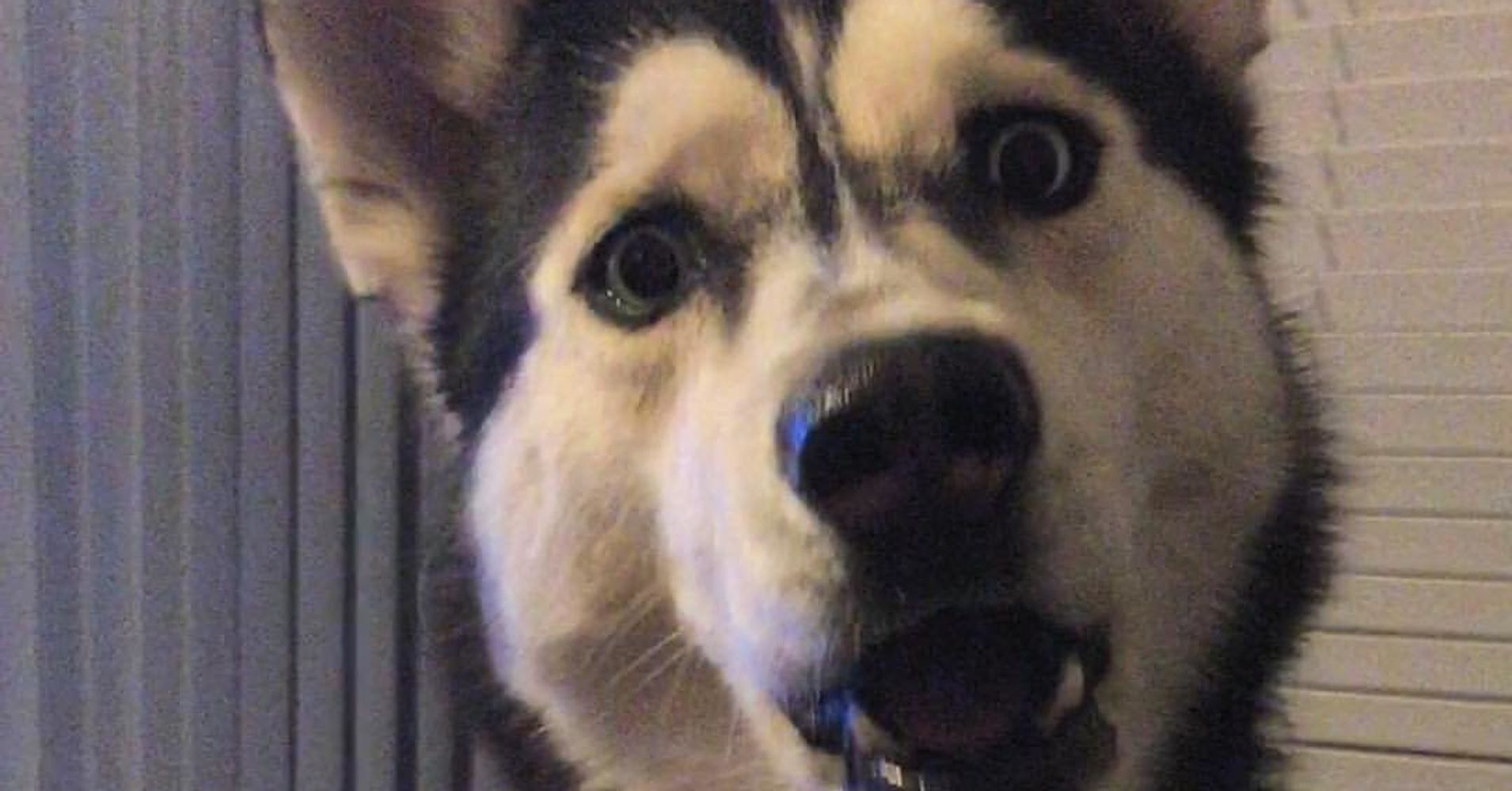 Devastated Doggie's Face Will Make Owner Rue The Day He Didn't Share ...