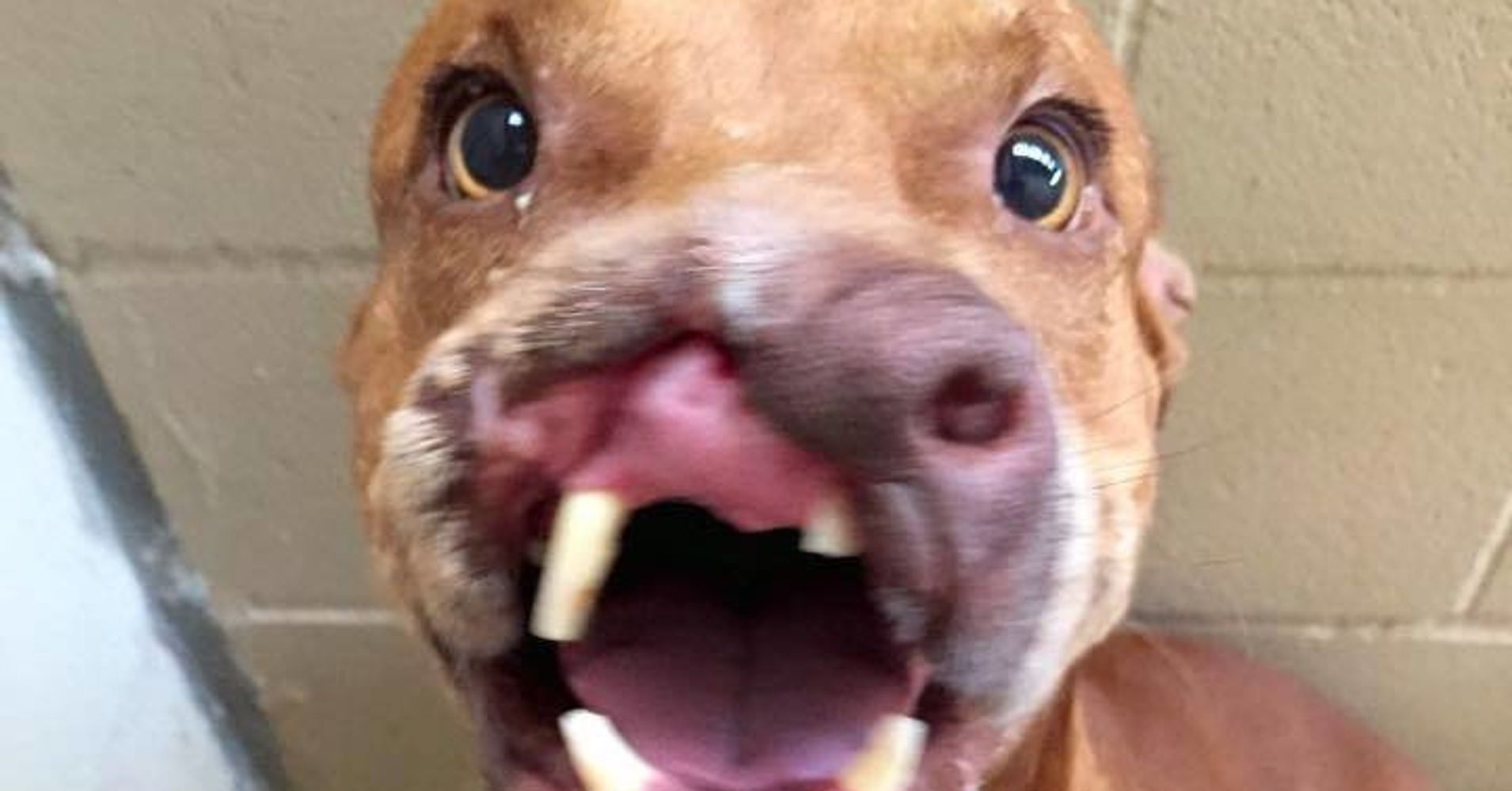 Sweet Dog With Half A Nose Is On The Brink Of A Wonderful Life | HuffPost