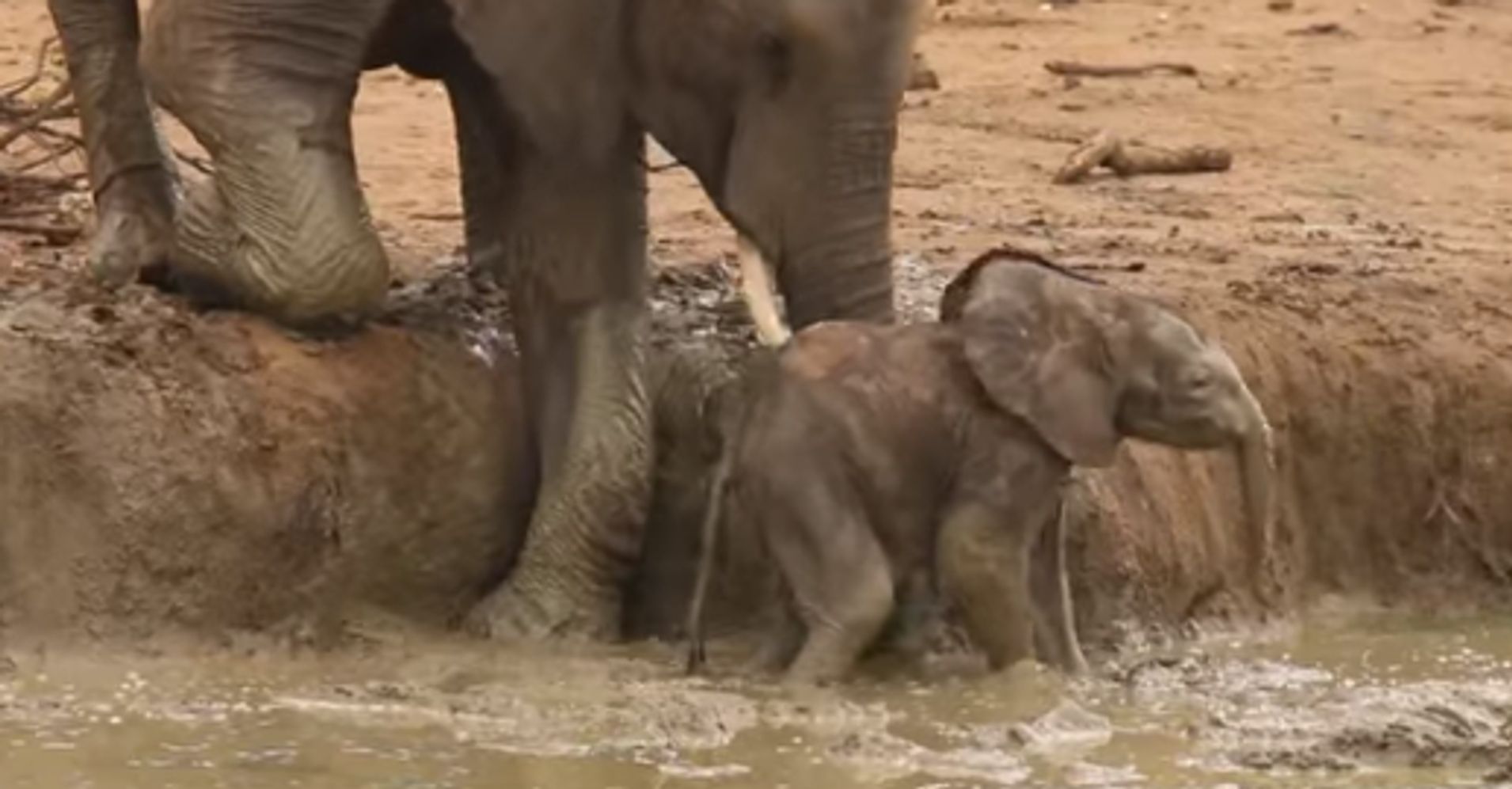 Elephants Are Better Than Humans, And Here's Why | HuffPost