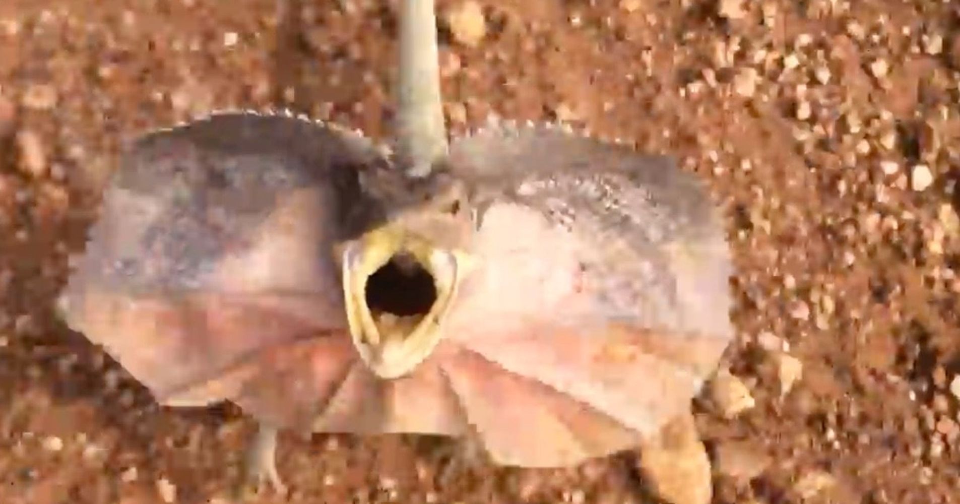 This Frilled-Neck Lizard Really Wants To Mess You Up | HuffPost