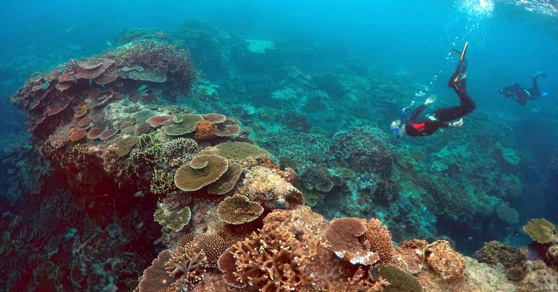 Coral Reefs In Trouble - The Canaries In The Coal Mine | HuffPost