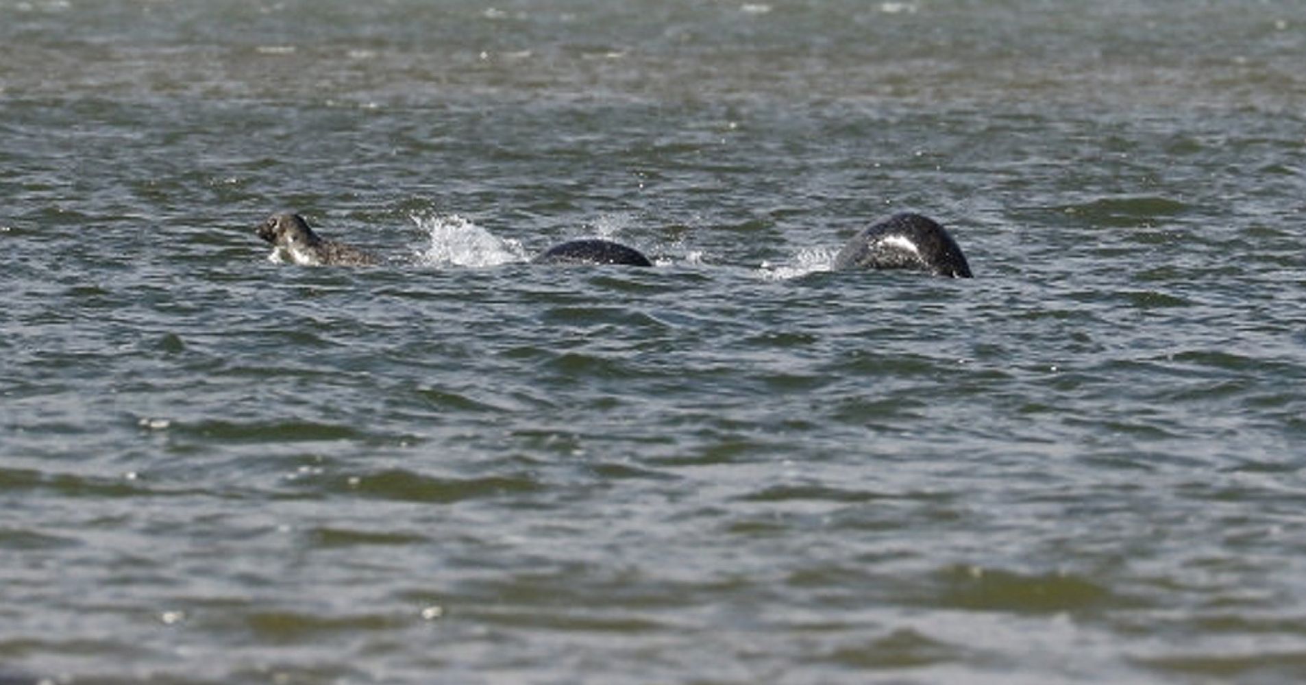 People Are Freaking Out Over This ‘Convincing’ Photo Of The Loch Ness ...