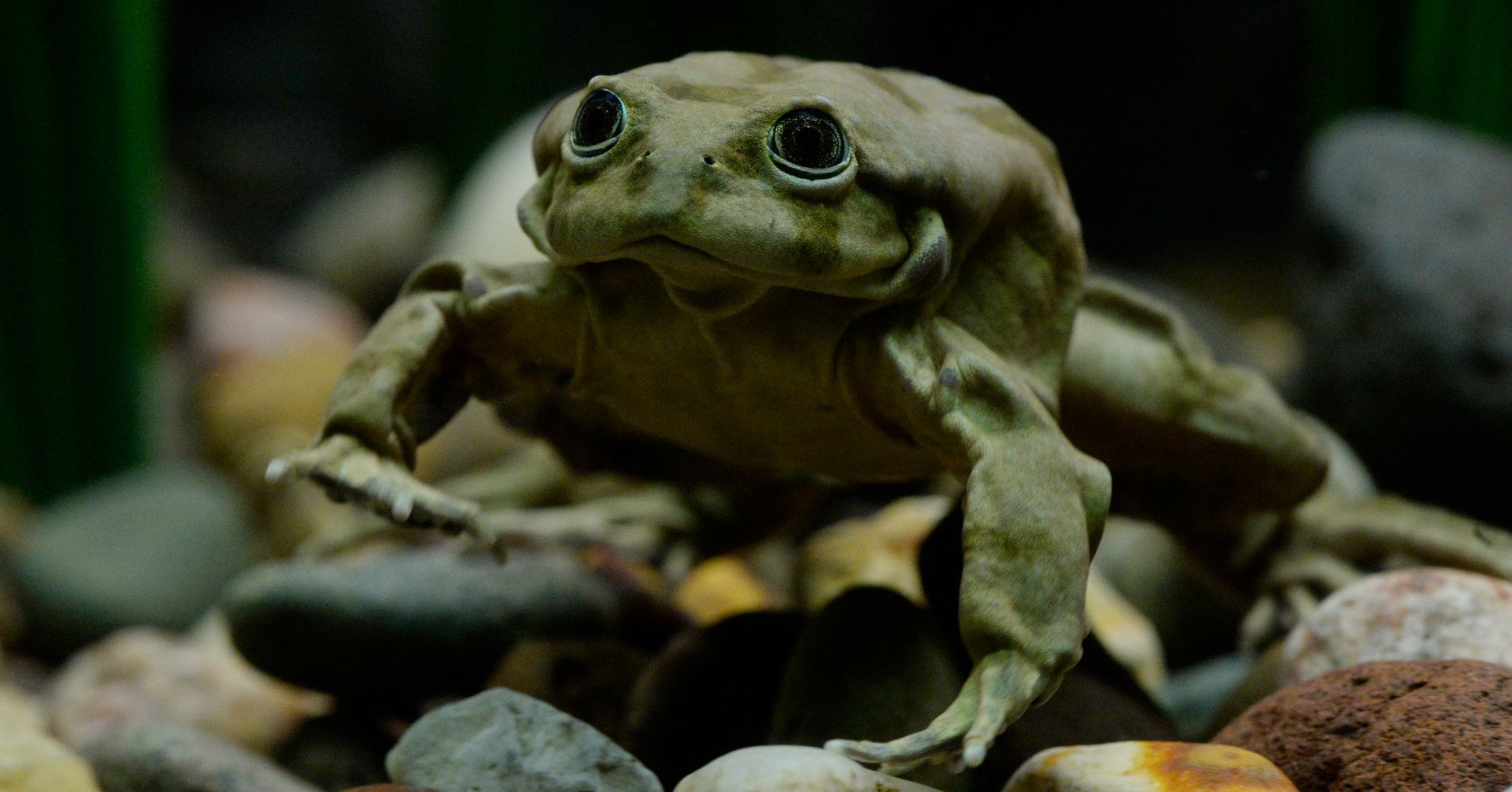 10,000 Critically Endangered Frogs Have Suddenly Died In Peru's Lake ...