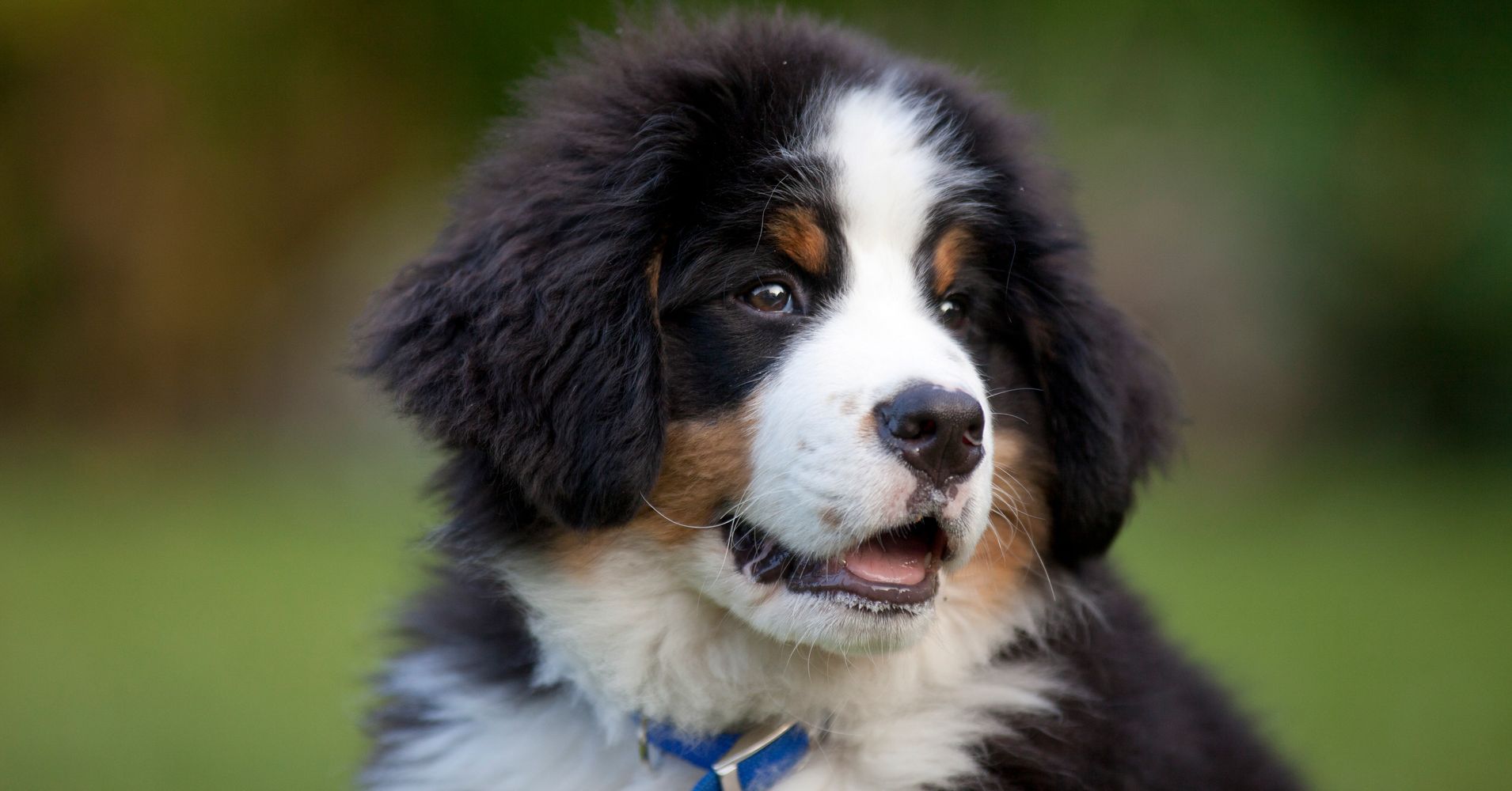Study Suggests Puppies Love Baby Talk, Oh Yes They Do | HuffPost