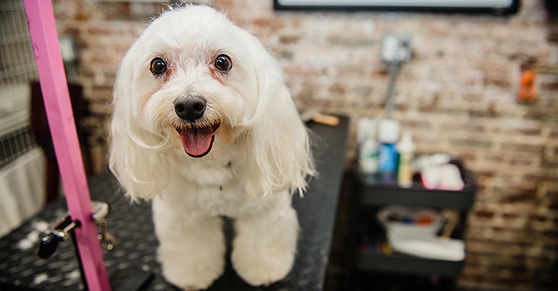 The 10 Best Dog Groomers in Manhattan for 2017 | HuffPost