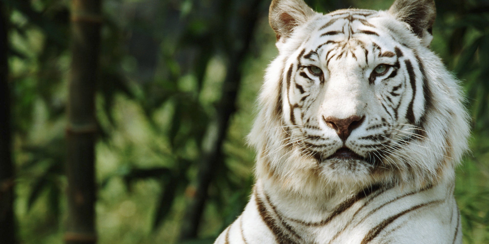 White Tigers Aren't An Endangered Species -- Or A Species At All | The ...