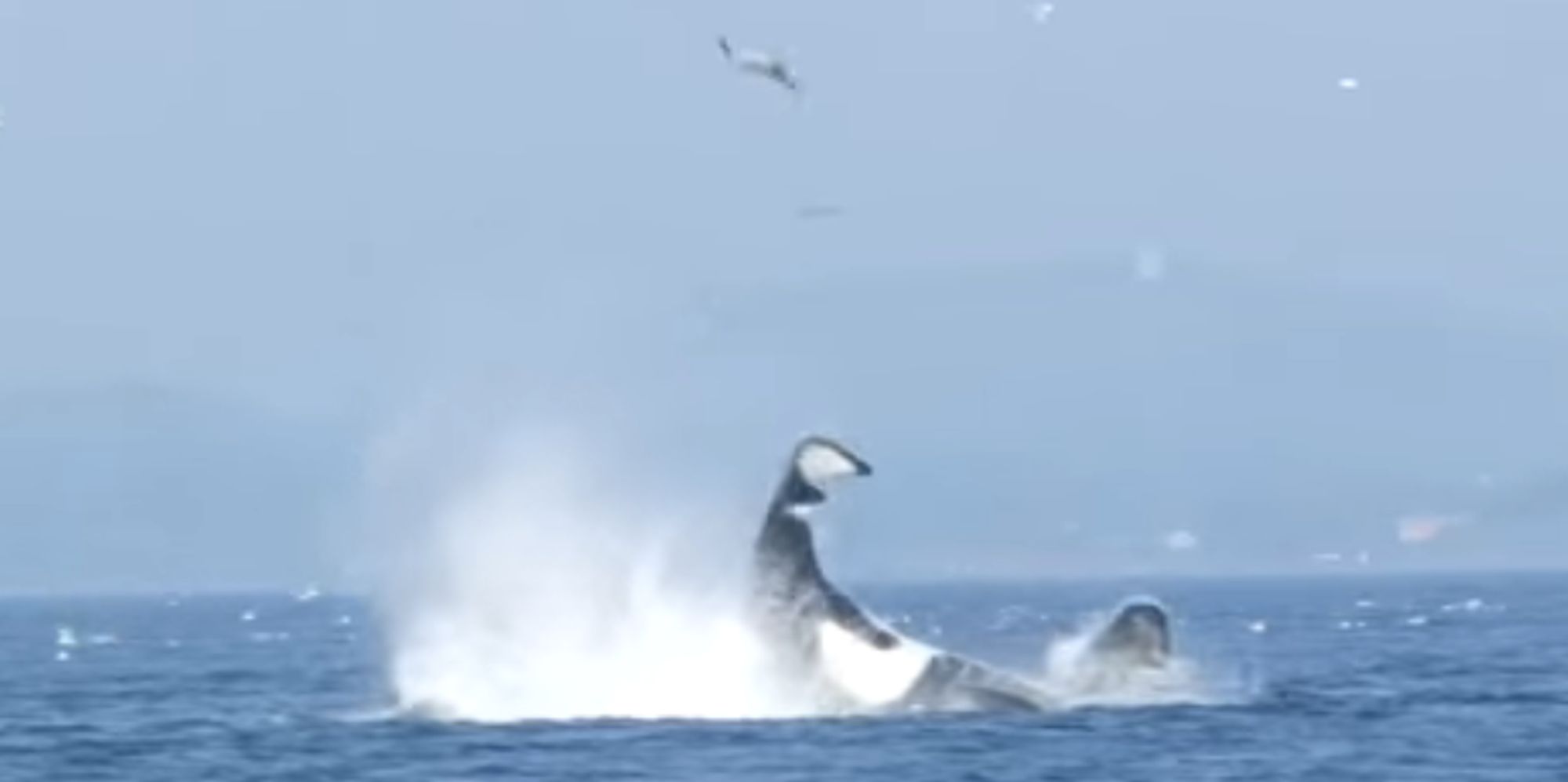 WATCH: Killer Whale Boots Seal 80 Feet High | The Huffington Post