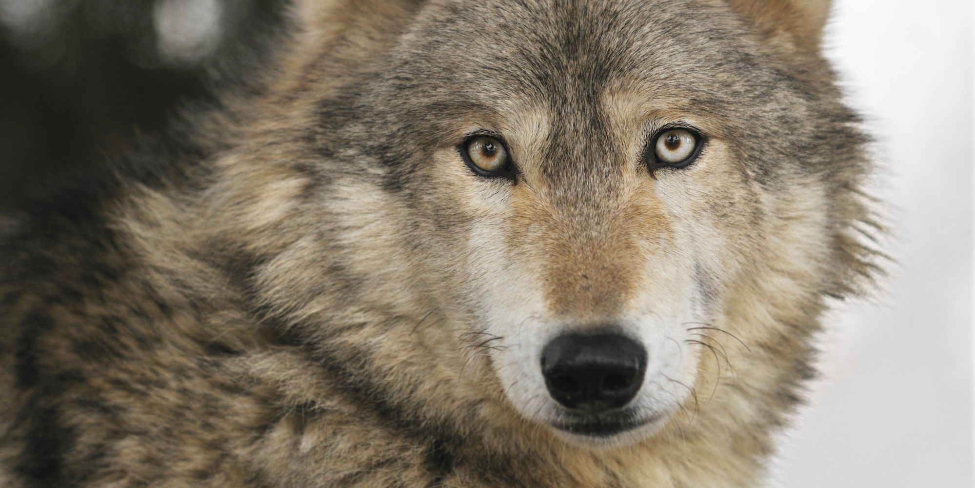 Petting Zoo Accused Of Slaughtering Endangered Gray Wolves For Fur ...