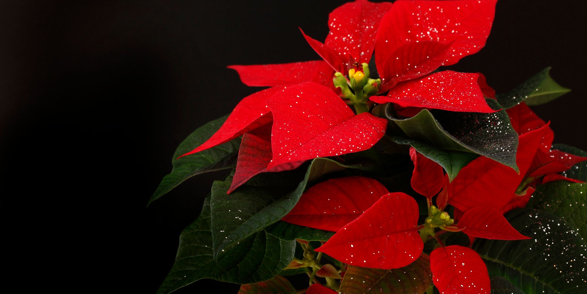 Are Poinsettias Poisonous? Here's What You Need To Know | The ...
