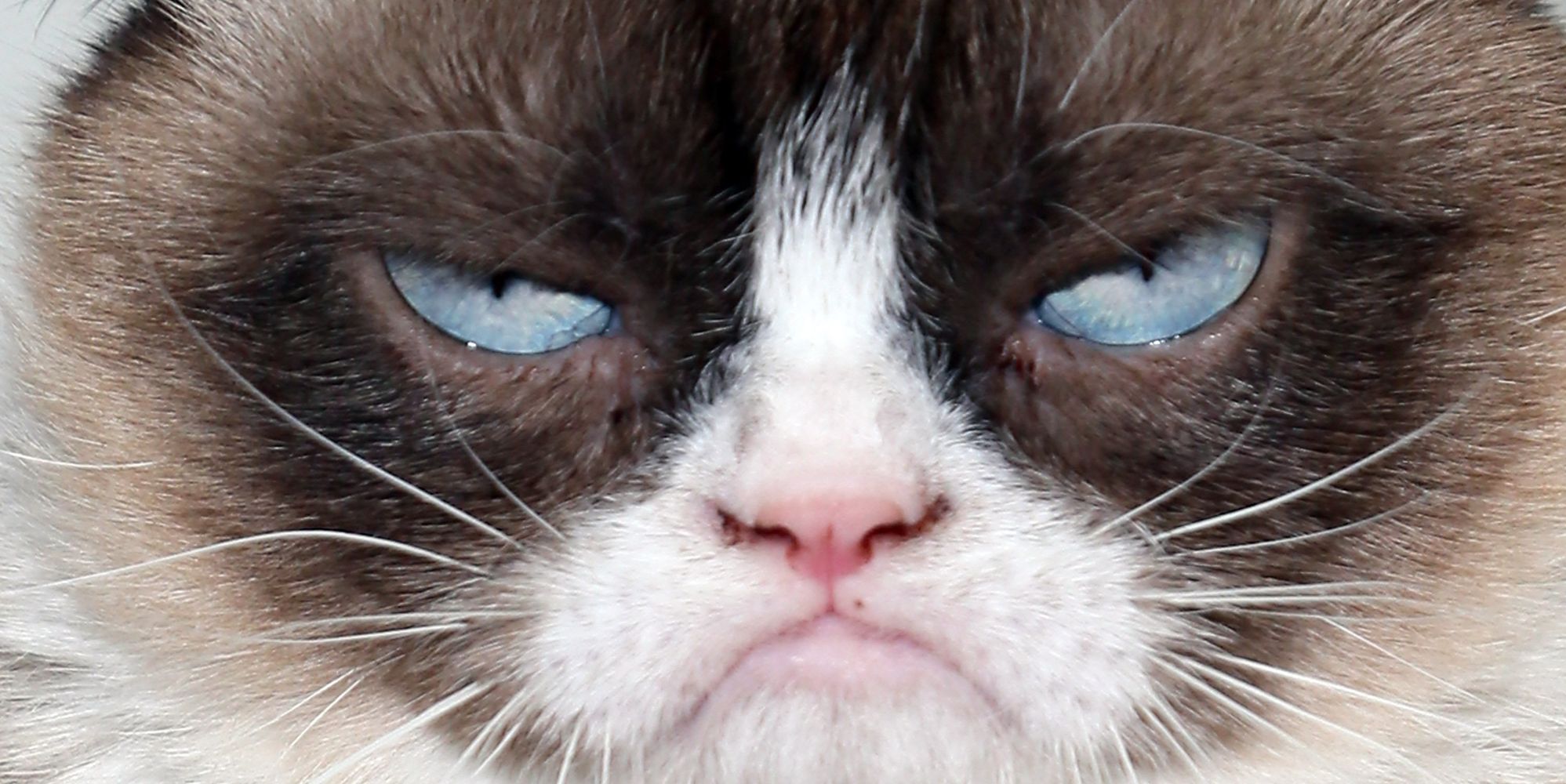 Grumpy Cat And Her Humans Are Very Displeased With This Coffee Company ...