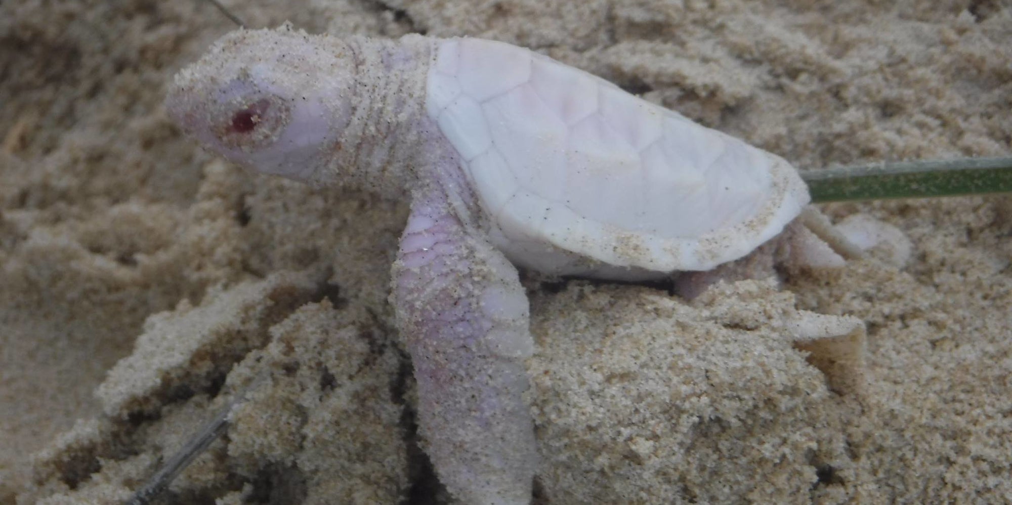 Extremely Rare Albino Sea Turtle Hatches On Australian Beach | The ...