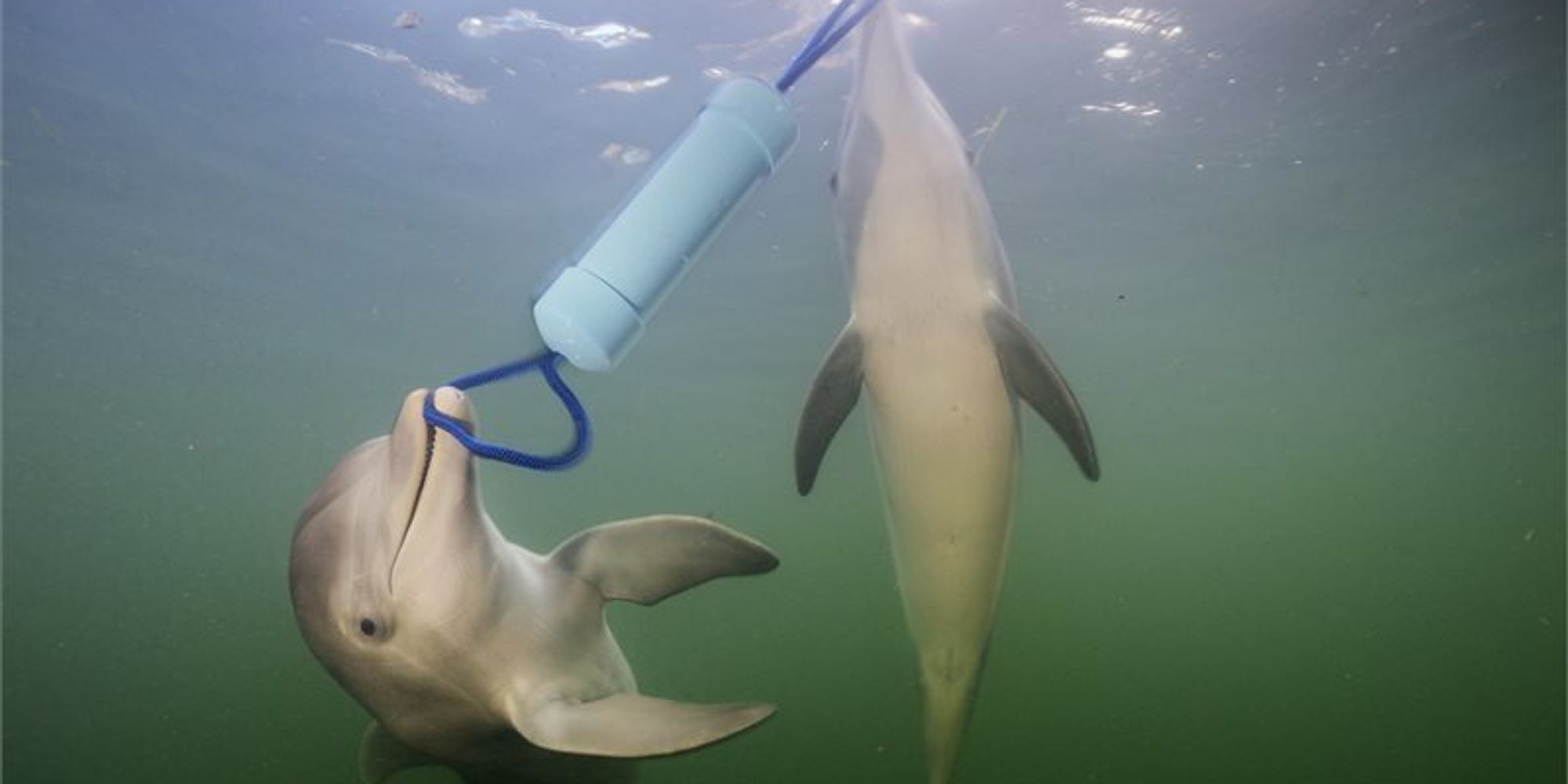 Dolphins Chatter More When Solving Tricky Tasks