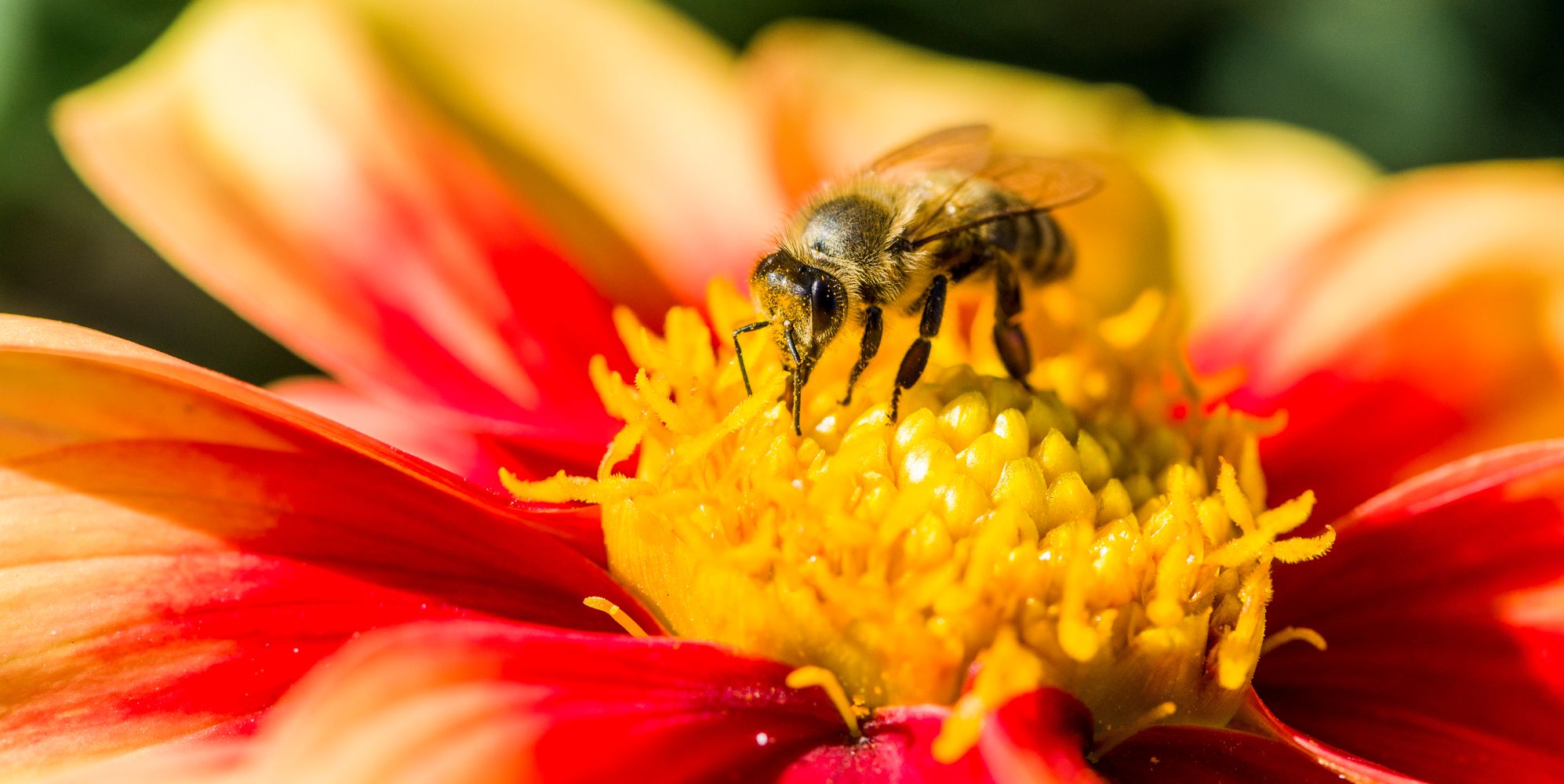 Cheerios Giving Bees A Buzz-Worthy 3,300 Acres Of Flowers To Pollinate ...