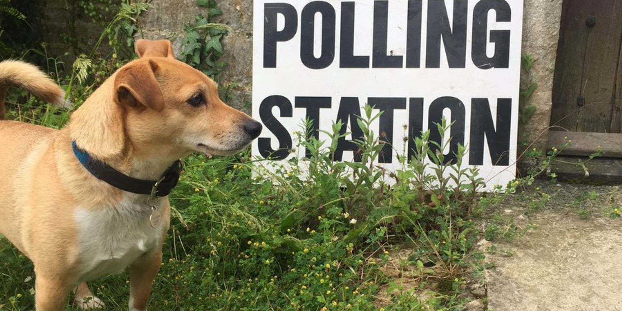 Dogs At Polling Stations Is The Best Part About The EU Referendum ...