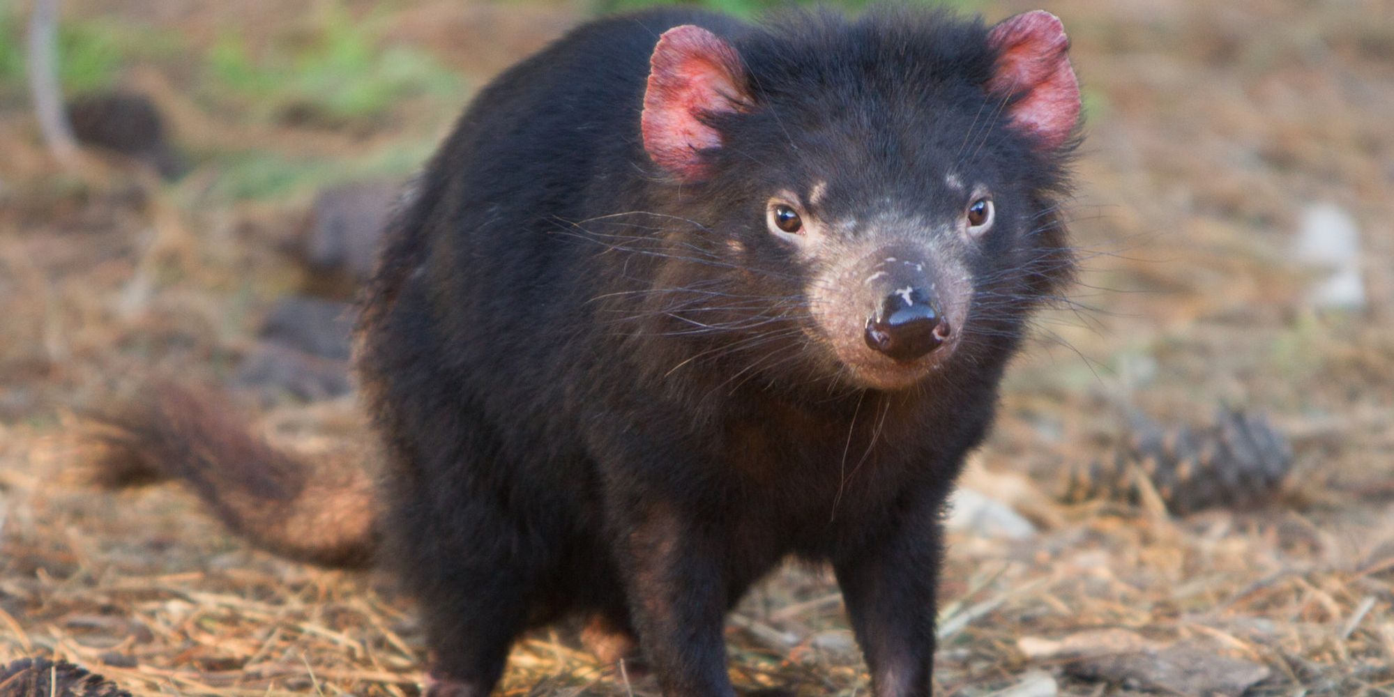 Tasmanian Devils May Be Rapidly Evolving To Resist A Deadly Cancer ...