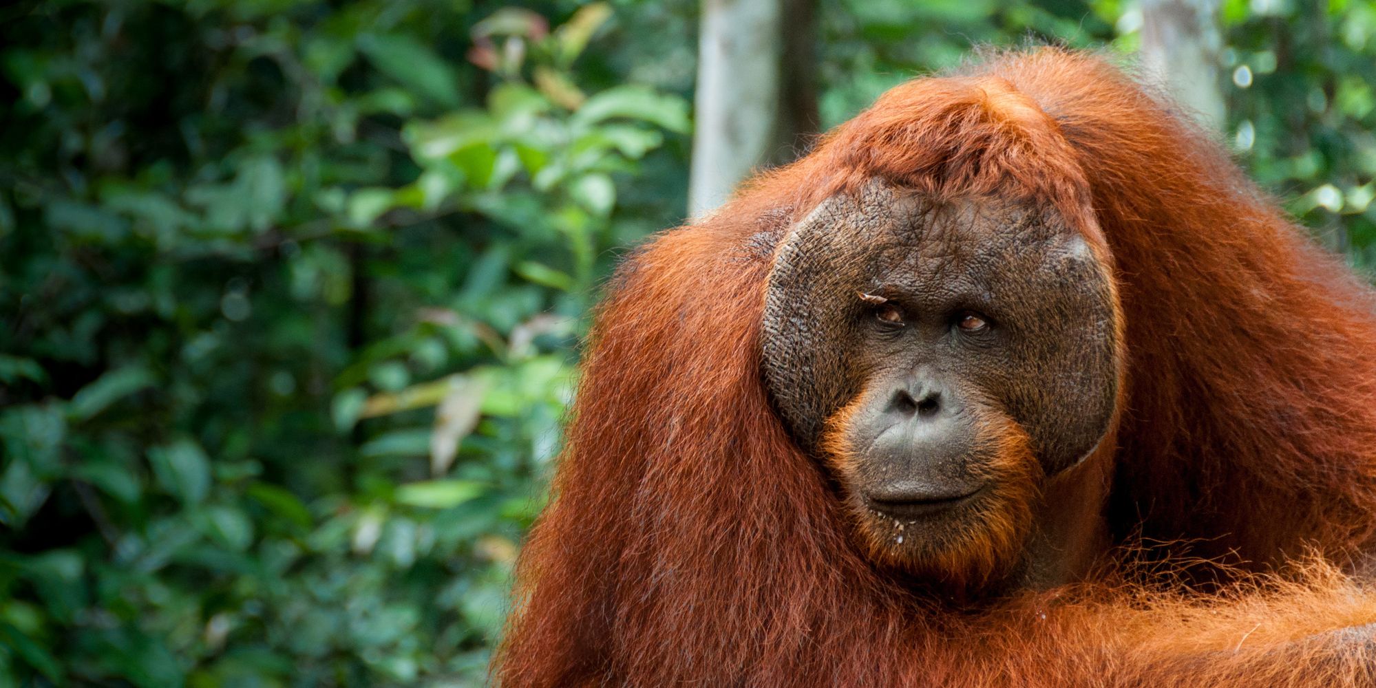 Palm Oil Workers Investigated For Killing, Eating Endangered Orangutan ...