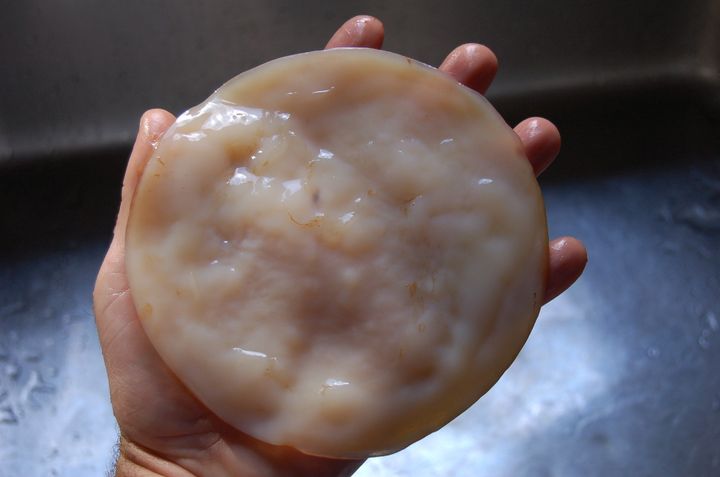 SCOBY: Symbiotic Colony of Bacteria and Yeast