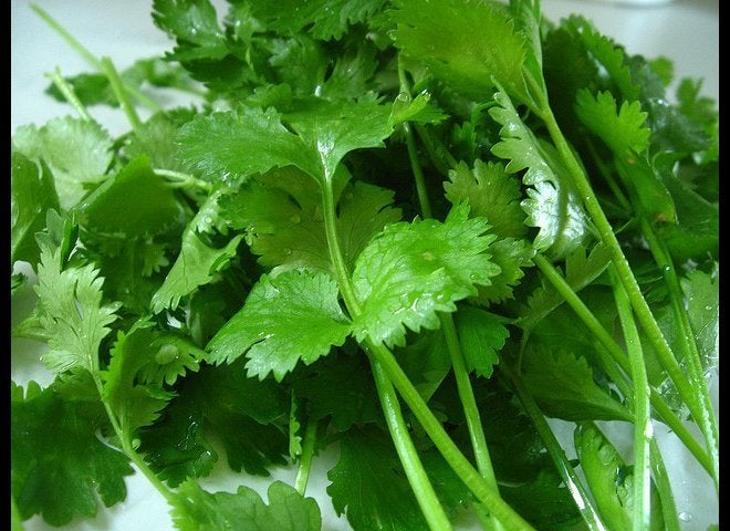 Cilantro