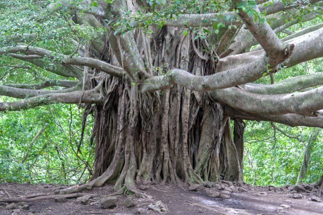 Massive banyan tree on Maui