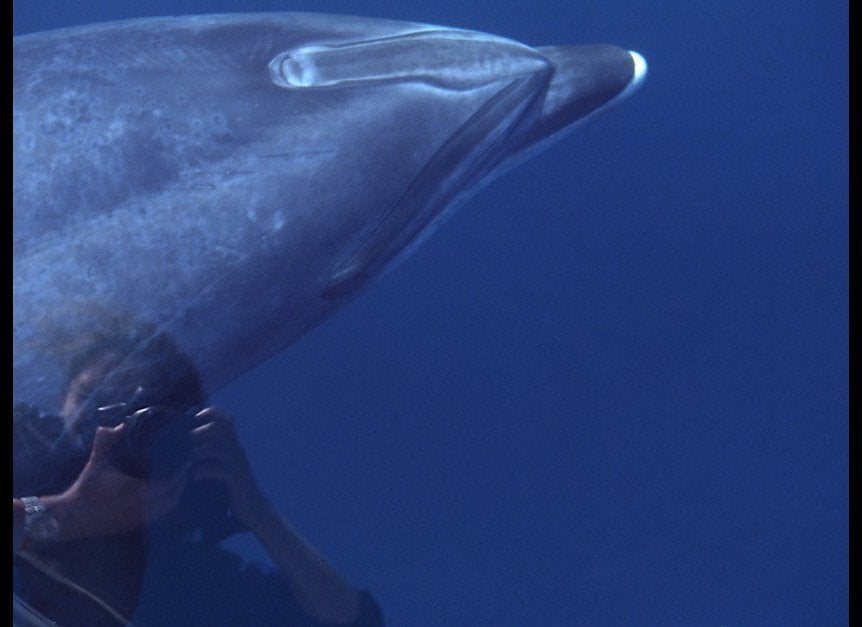 Dr. Bearzi photographs a bowriding dolphin for skin disease analysis.