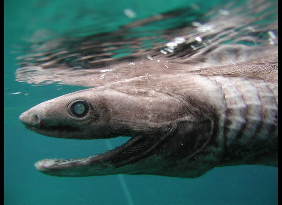 Meet The Hawaiian Spearfisher Who Swims With Great W