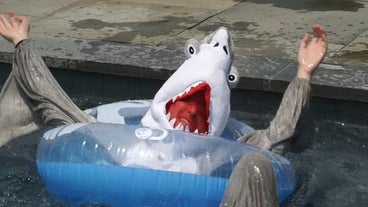 funny shark funny shark