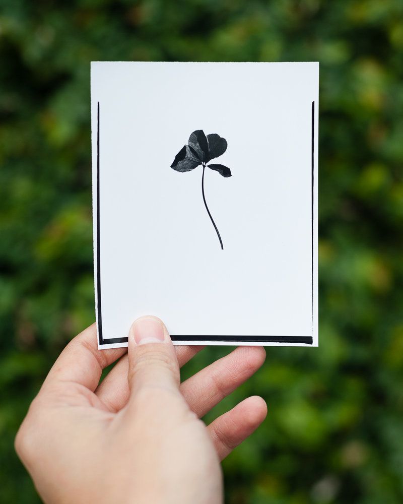 A 4x5 inch black and white contact print made by Menjivar from the original clovers. One is given to each person that participates in The Luck Archive.