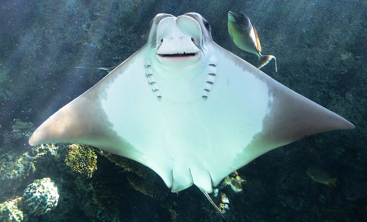 Cownose ray swims at the Aquarium of the Pacific in Long Beach,California, on April 26, 2012.The Aquarium features a collection of over 11,000 animals representing over 500 different species. It focuses on the Pacific Ocean in three major permanent galleries, sunny Southern California and Baja, the frigid waters of the Northern Pacific and the colorful reefs of the Tropical Pacific.The non-profit Aquarium sees 1.5 million visitors a year and has a total staff of over 900 people including more than 300 employees and about 650 volunteers.AFP PHOTO /JOE KLAMAR (Photo credit should read JOE KLAMAR/AFP/GettyImages)